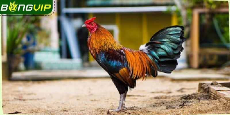 Bổ sung dinh dưỡng nhóm chất béo tốt cho chiến kê