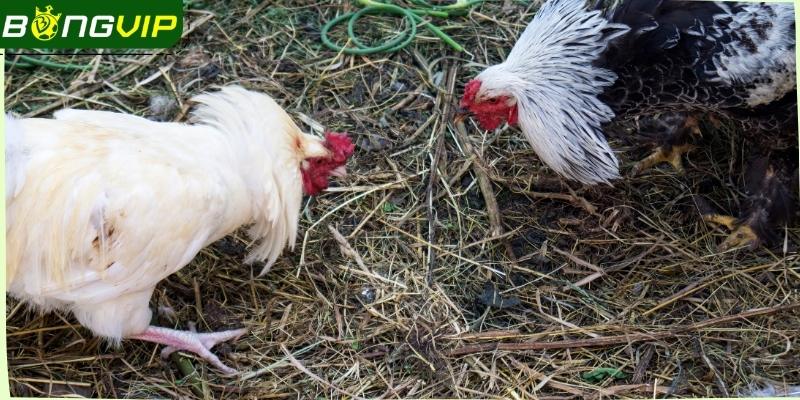 Bongvip hợp tác cùng các ông lớn, giúp nâng tầm trải nghiệm