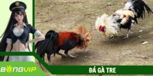 Đá Gà Tre Bongvip - Bộ Môn Chọi Kê Hấp Dẫn, Cá Cược Thả Ga