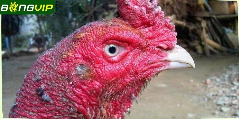 Gà chọi mắt ếch là chiến kê có đặc điểm ngoại hình nổi bật