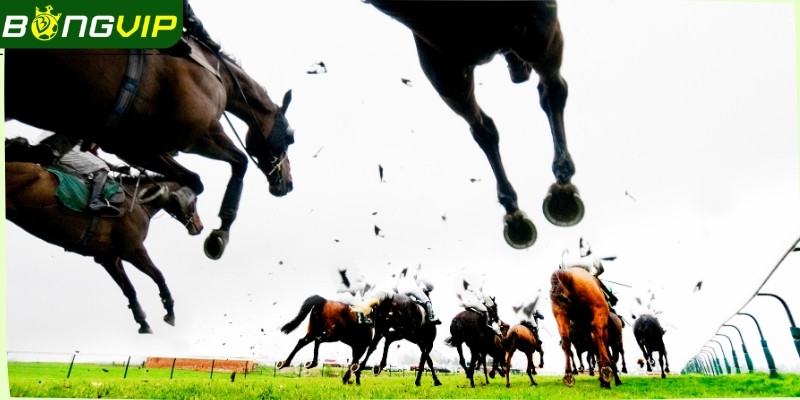 Tân hội viên có thể lựa chọn kèo thỏa sức của mình